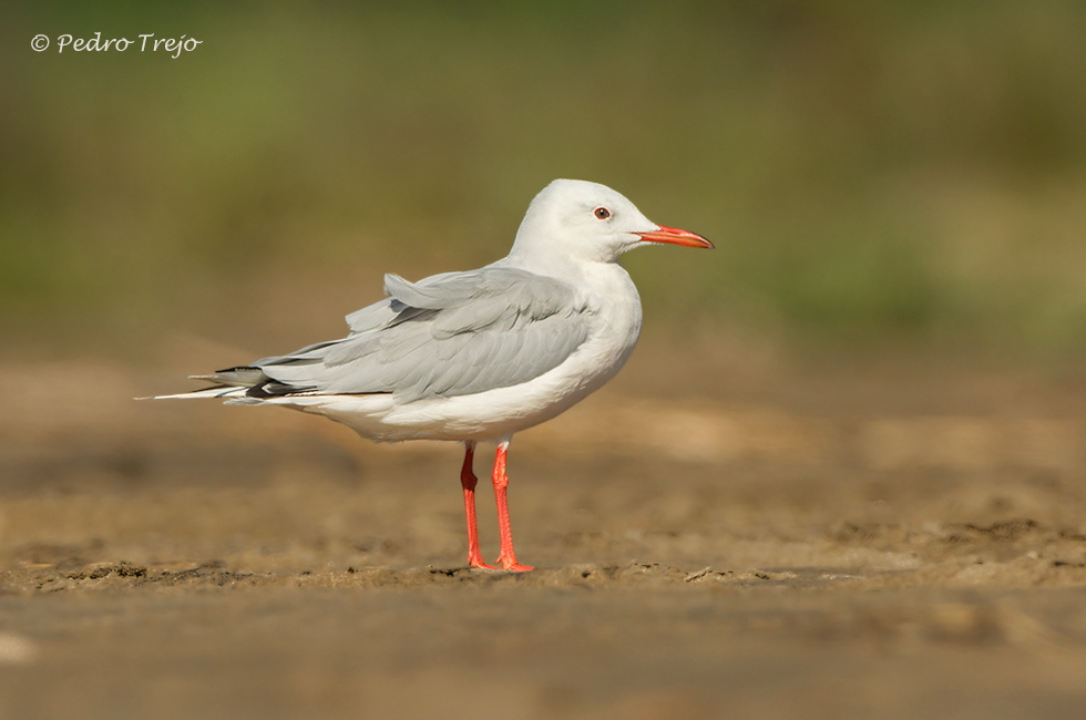 Gaviota picofina (Larus genei)